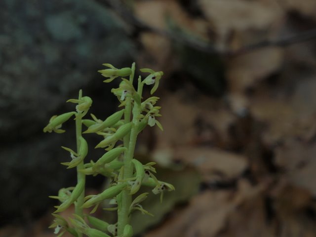 Corallorhiza trifida