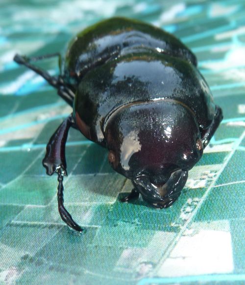 Femmina di Lucanus cervus annegata in un fontanile