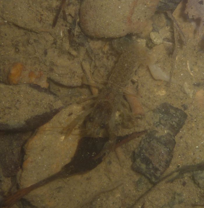 Austropotamobius pallipes da Piacenza