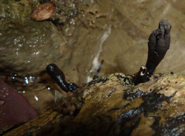 fungo(?) ma senza cappello, lamelle e gambo :-)