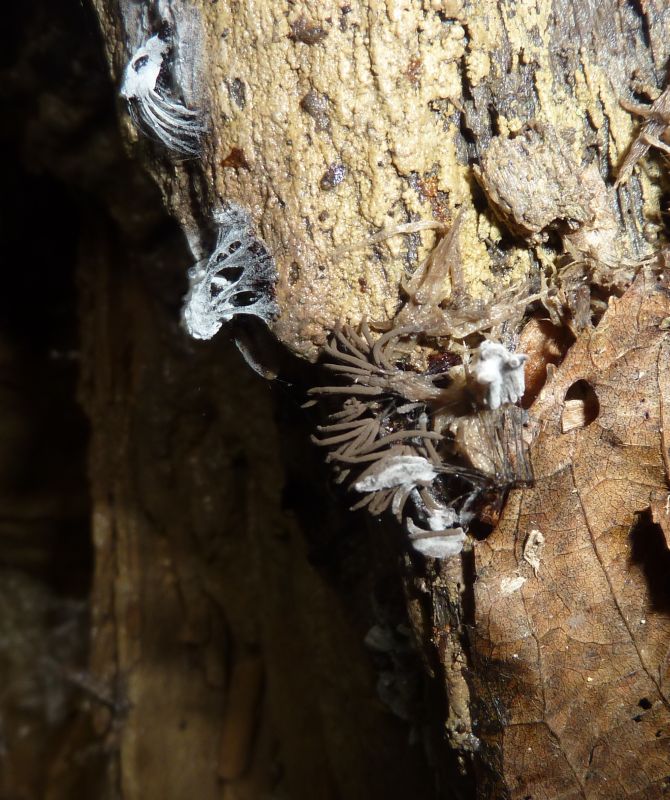 funghetti o vermicelli?;-)