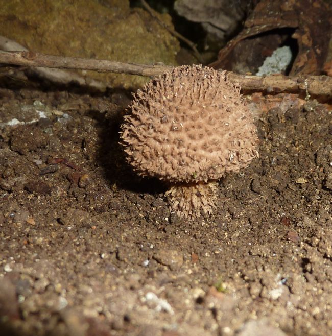 Bellissimo fungo barbuto