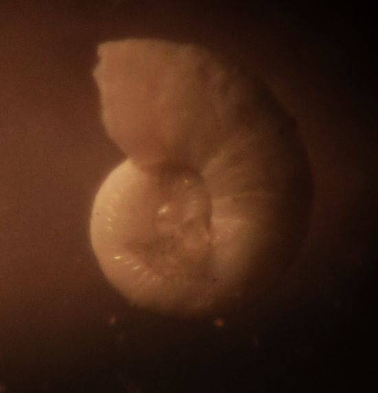 Ammoniceras?  -  Omalogyra simplex (O.G. Costa, 1861)