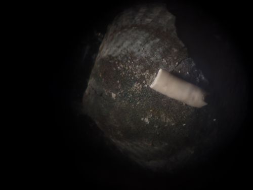 fossili mineralizzati