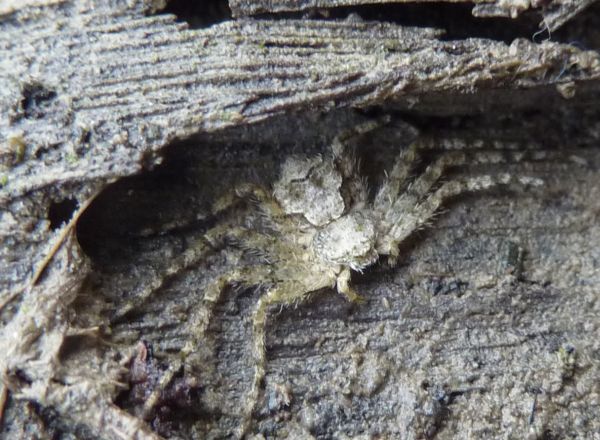 ragno con teschio (Philodromus margaritatus)