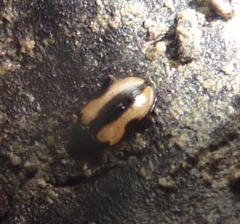 piccolino ma bello! Chrysomelidae alticino (cfr Longitarsus)