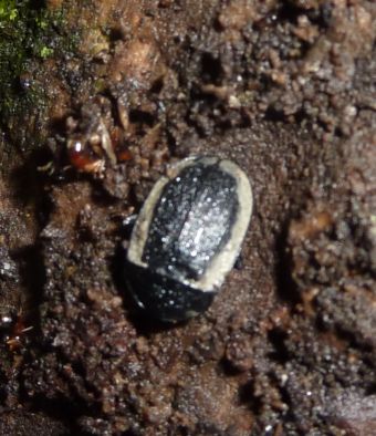 una famigliola di... Phosphuga atrata