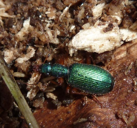 verde mare! Drypta dentata
