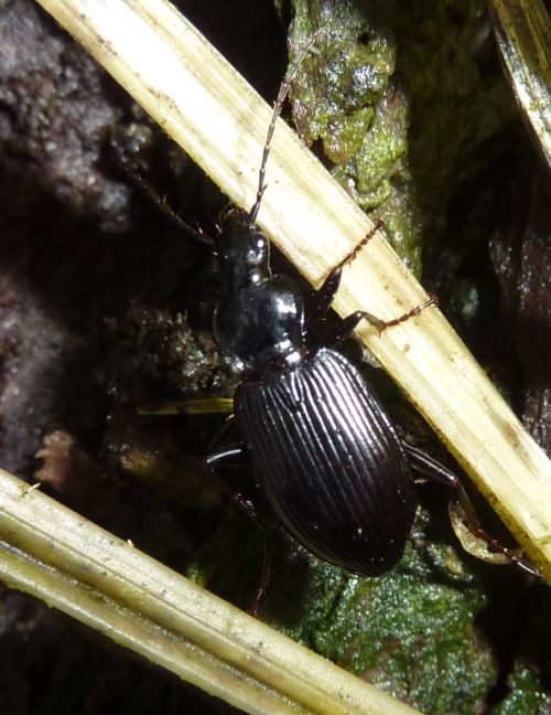 Carabide? Limodromus krynickii