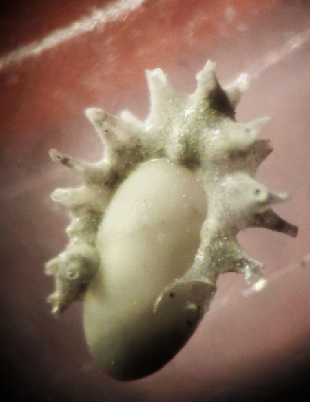 acconciatura punk ovvero briozoi su foramnifero?