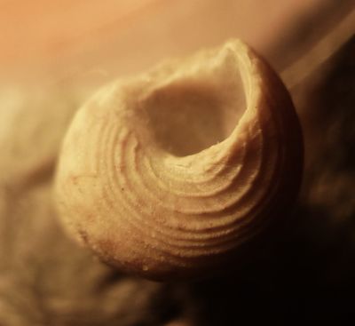 Jujubinus cf. striatus