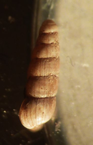 Acicula lineolata lineolata?