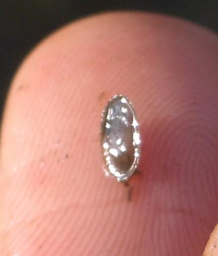 Acroloxus lacustris  ( Linnaeus , 1758 )