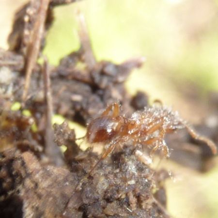 formica rossa pelosissima (funghi?)