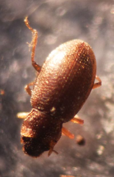 piccolo coleottero al microscopio: possibile Hydraenidae