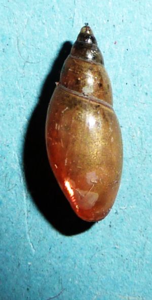 Aplexa hypnorum (Linnaeus, 1758)