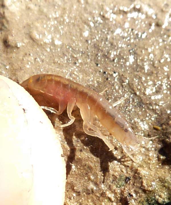 crostaceo  acquatico dall''Appennino