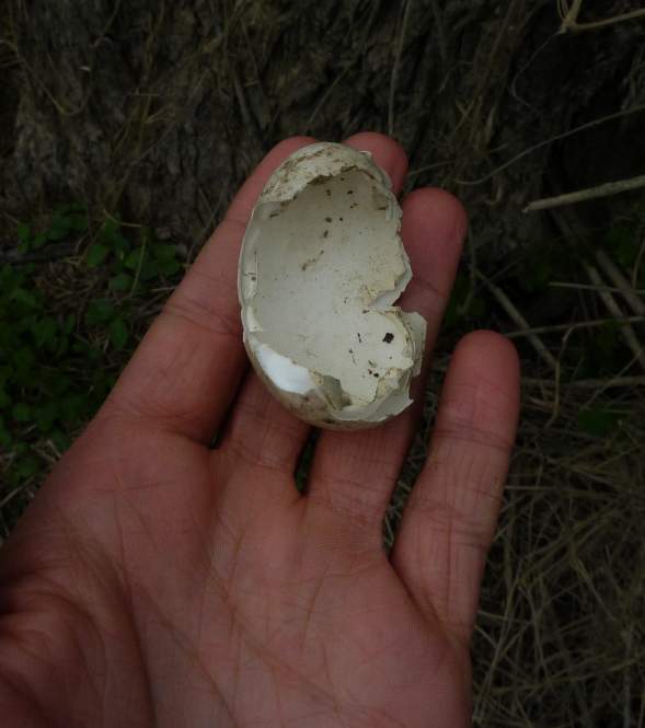 nidiata di germano (?) +uovo predato