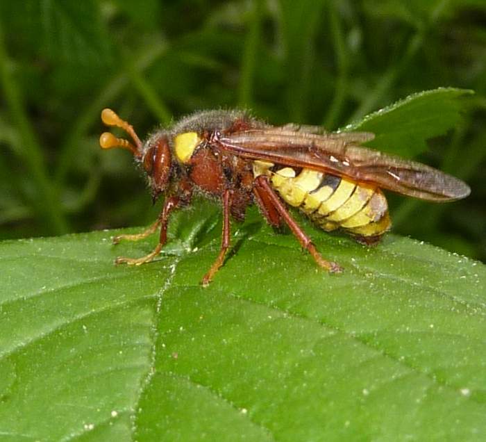 si camuffa da vespa ?? Cimbex quadrimaculatus