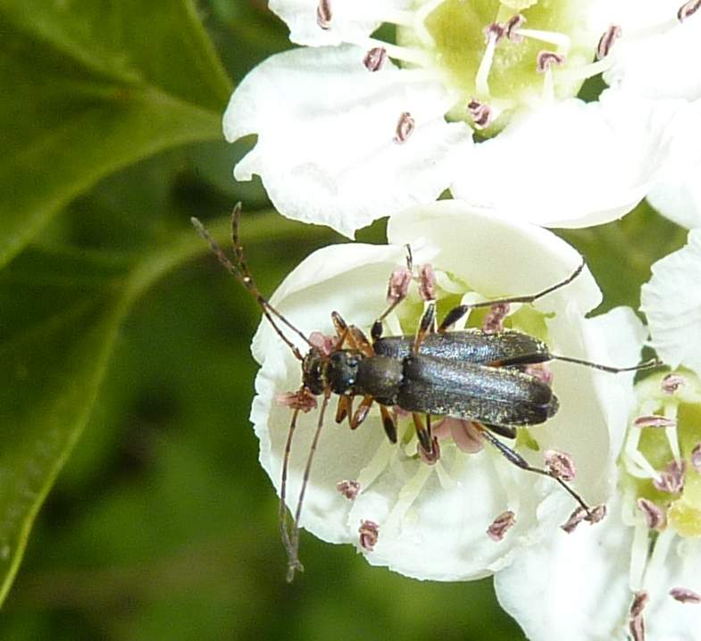 accoppiamento su fiore bianco: Grammoptera ruficornis