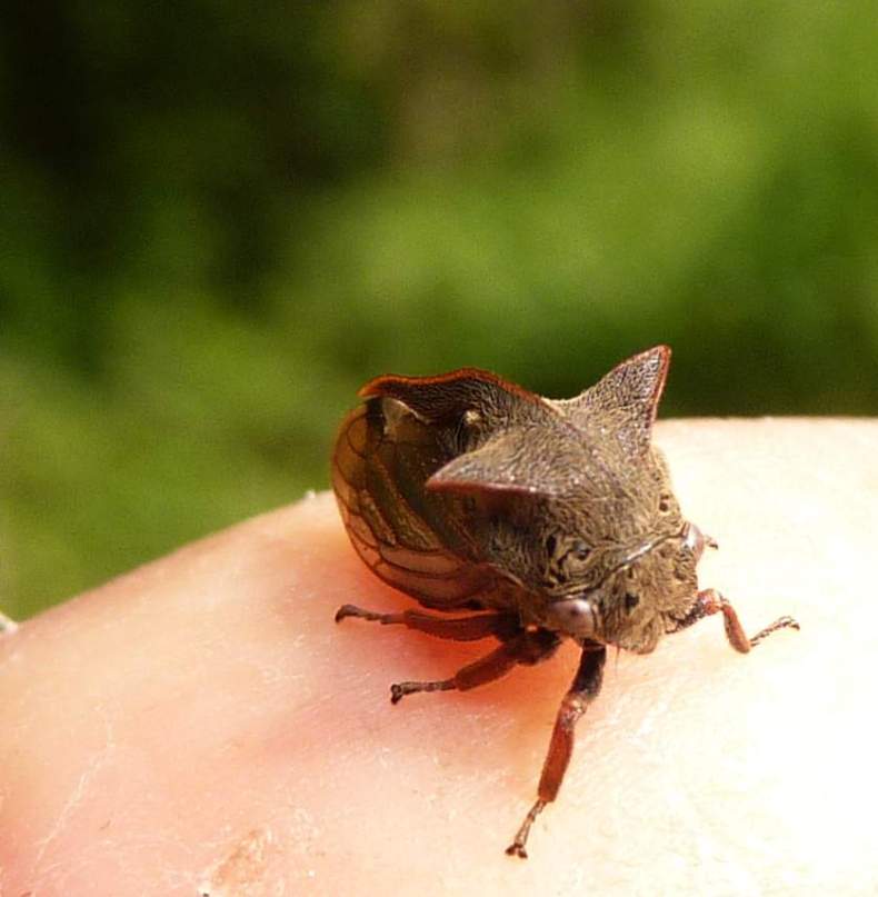 sembra un pipistrello....Centrotus cornutus  Lombardia