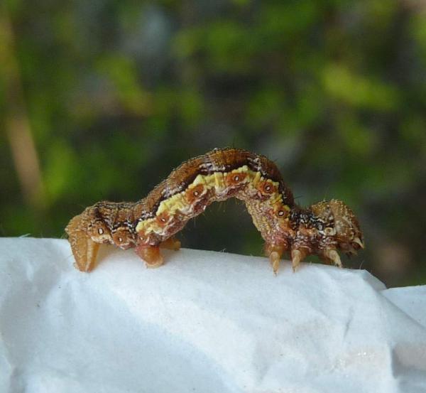 un bruchino sul panino - Erannis defoliaria