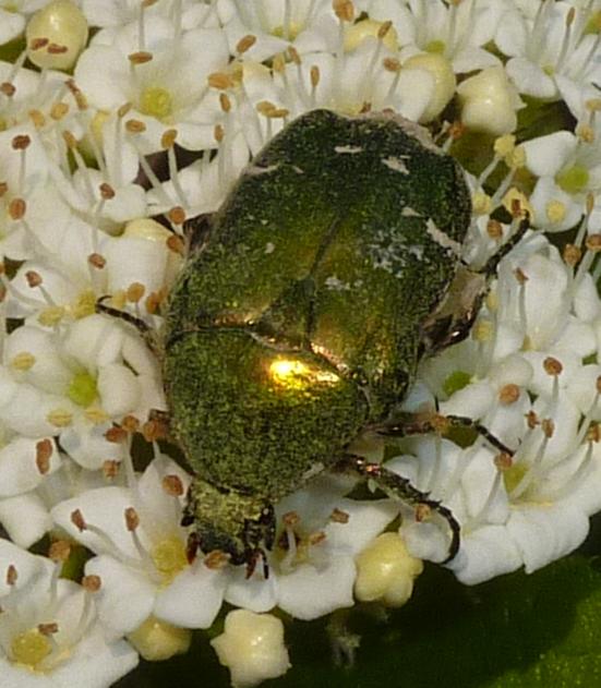 Cetonia aurata