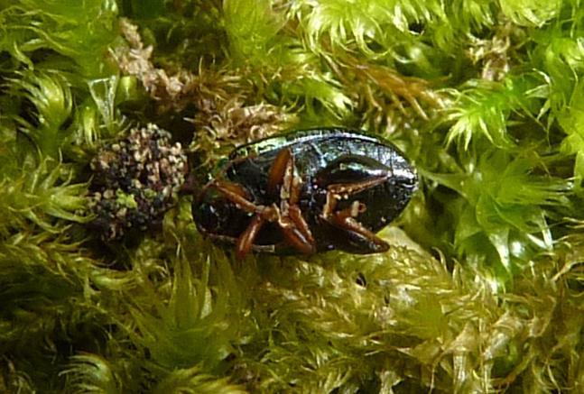 un bel verde metallico: Crepidodera aurea