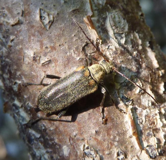 Cerambidae? Cortodera humeralis humeralis