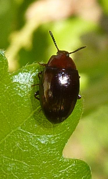 bruno lucente: Scaphidema metallicum (Tenebrionidae)