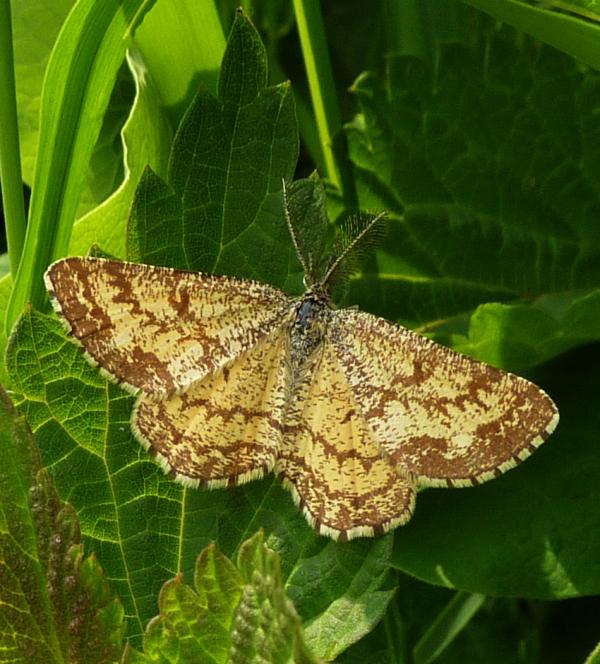 farfalla con antenne piumate