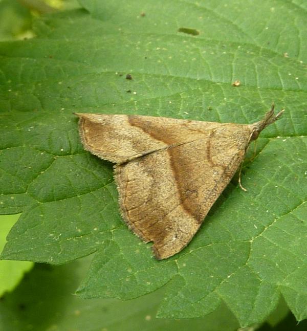 Hypena proboscidalis (Erebidae)