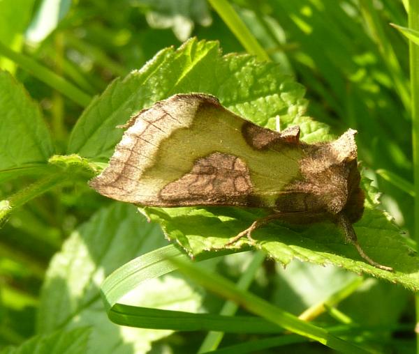 Noctuide(?) con catarifrangenti :-)