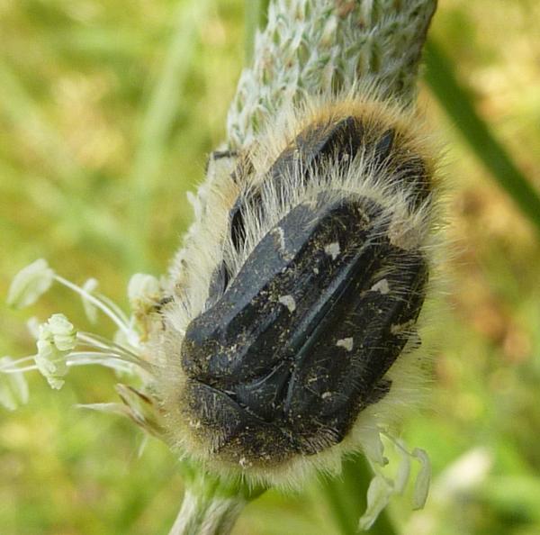 accoppiamento su Plantago (Tropinota squalida o hirta)
