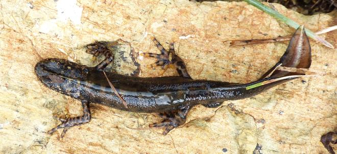Triturus dall''Appennino