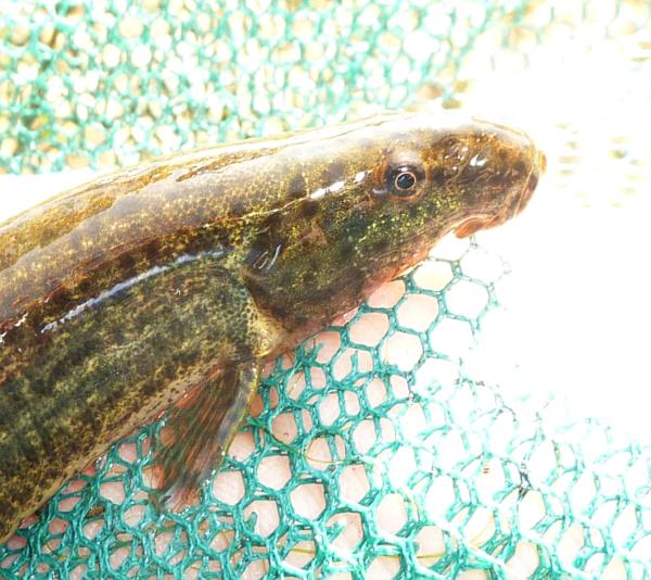 cobite (Misgurnus anguillicaudatus)