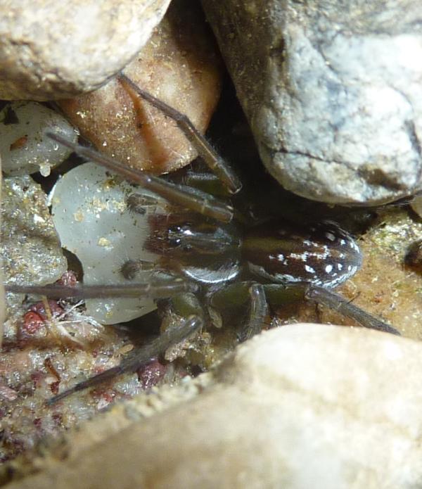 Pirata sp.