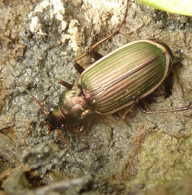 Chlaenius (Chlaenites) spoliatus