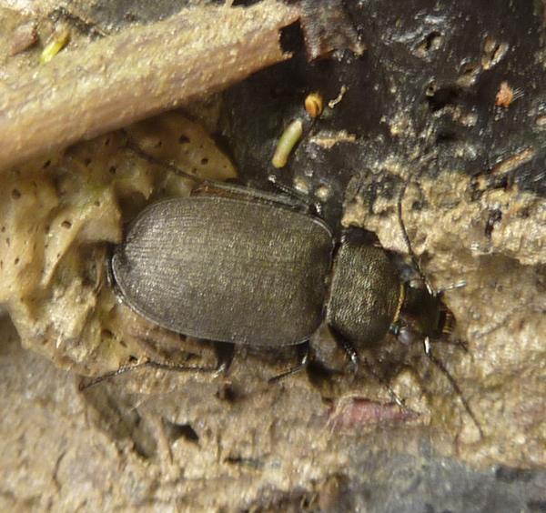 Chlaeniellus tristis