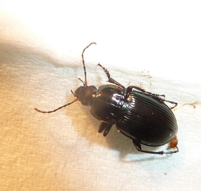 carabide da palude: Poecilus sp.