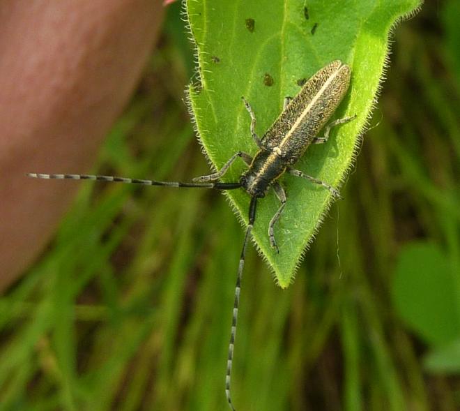 accoppiamento Agapanthia cardui