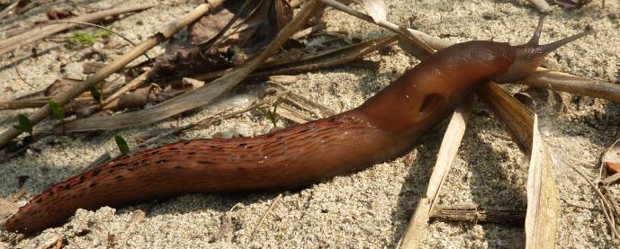 Limax dacampi da Stagno Lombardo CR