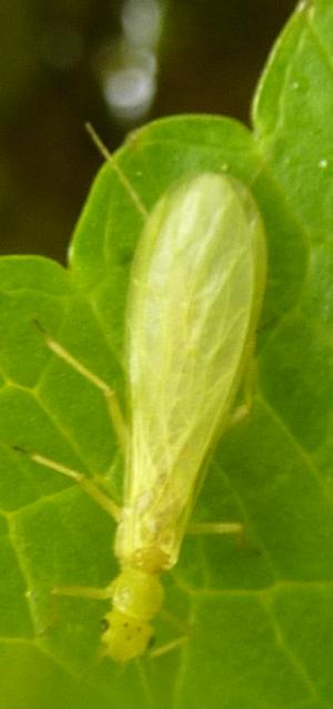 Chloroperlidae