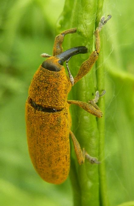 Curculionidae allo zafferano: Lixus cfr pulverulentus