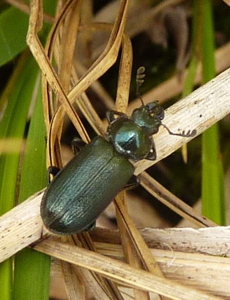 carabide da torbiera? No, Lucanidae: Platycerus caraboides