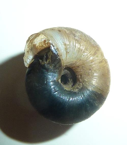 Trochulus cf. hispidus dalle golene del Po cremonese