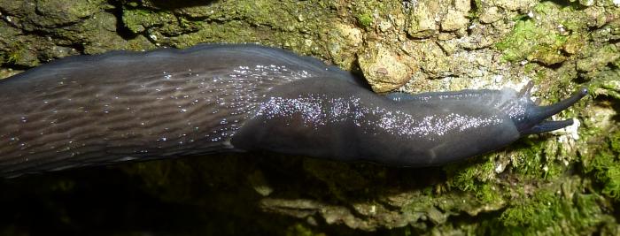 Limax aldrovandi Moquin-Tandon 1855 da Fontana Gelata-Ferriere-PC