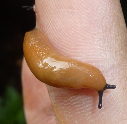 Ariunculus speziae sul Monte Fenera