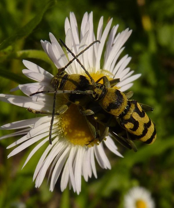 accoppiamento cerambicidi (Chlorophorus varius )