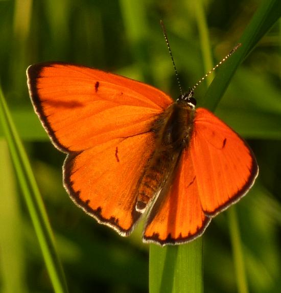 petit soleil  (Lycaena dispar ?)